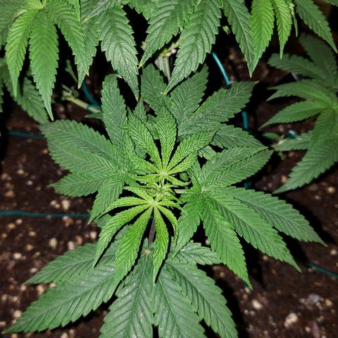 Wedding cake  #1 growlog timeline photo