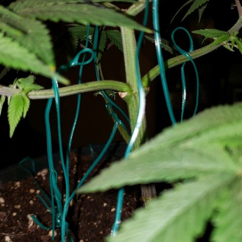 Wedding cake  #1 growlog timeline photo