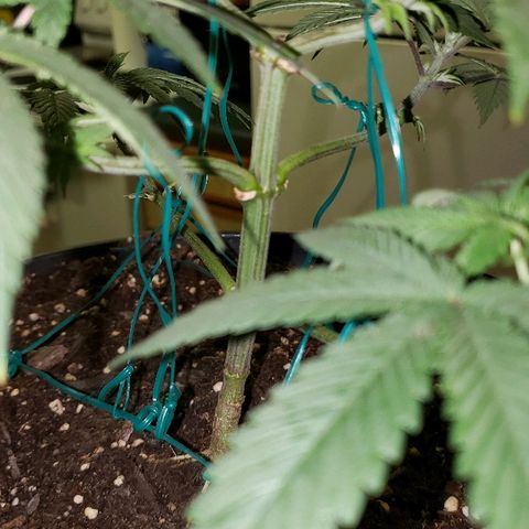 Wedding cake  #1 growlog timeline photo