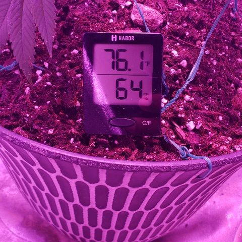 Wedding cake  #1 growlog timeline photo
