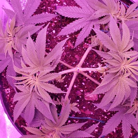 Wedding cake  #1 growlog timeline photo