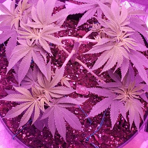 Wedding cake  #1 growlog timeline photo