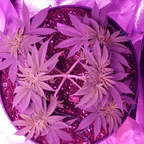 Wedding cake  #1 growlog timeline photo