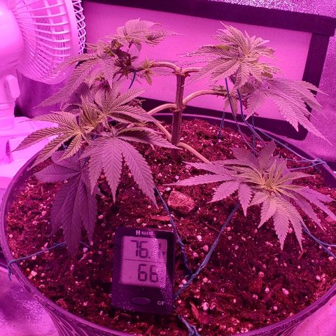 Wedding cake  #1 growlog timeline photo