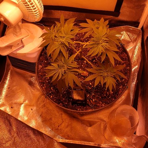 Wedding cake  #1 growlog timeline photo