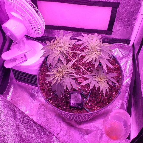 Wedding cake  #1 growlog timeline photo