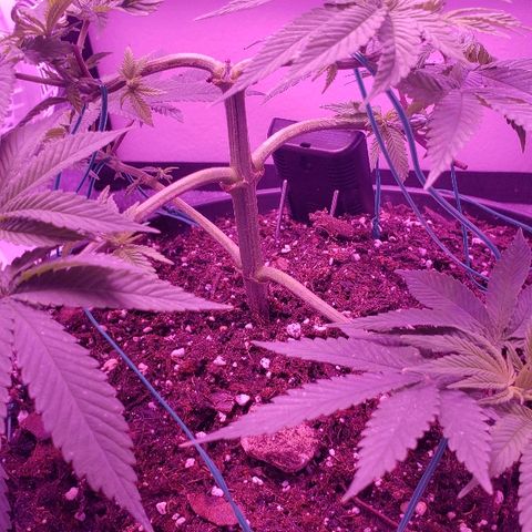 Wedding cake  #1 growlog timeline photo