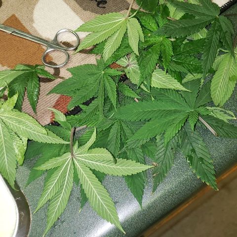 Wedding cake  #1 growlog timeline photo