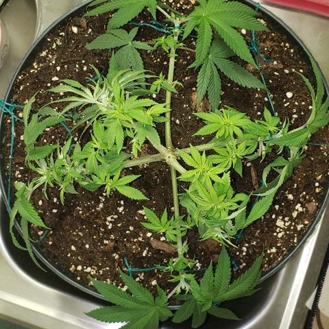 Wedding cake  #1 growlog timeline photo