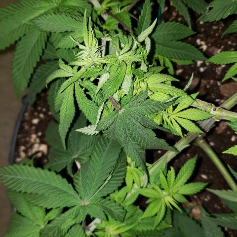 Wedding cake  #1 growlog timeline photo