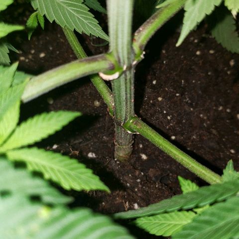 Wedding cake  #1 growlog timeline photo