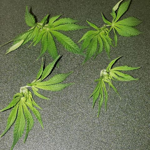 Wedding cake  #1 growlog timeline photo