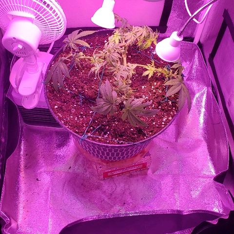 Wedding cake  #1 growlog timeline photo