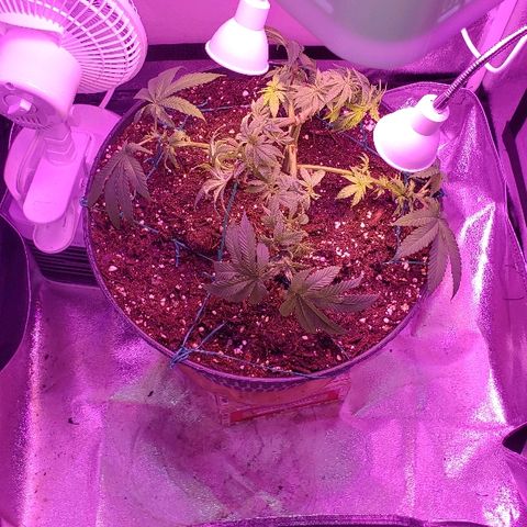 Wedding cake  #1 growlog timeline photo