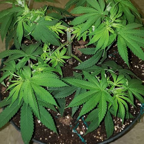 Wedding cake  #1 growlog timeline photo