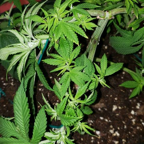 Wedding cake  #1 growlog timeline photo