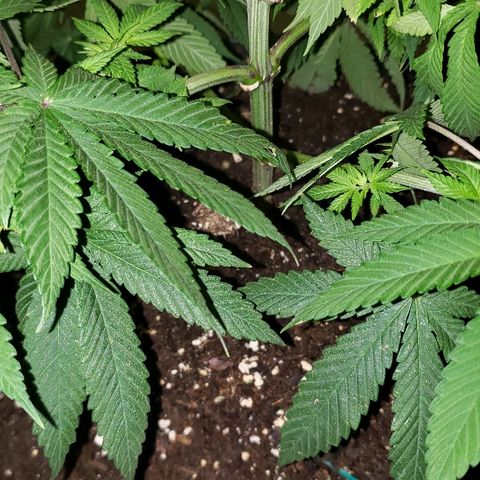 Wedding cake  #1 growlog timeline photo