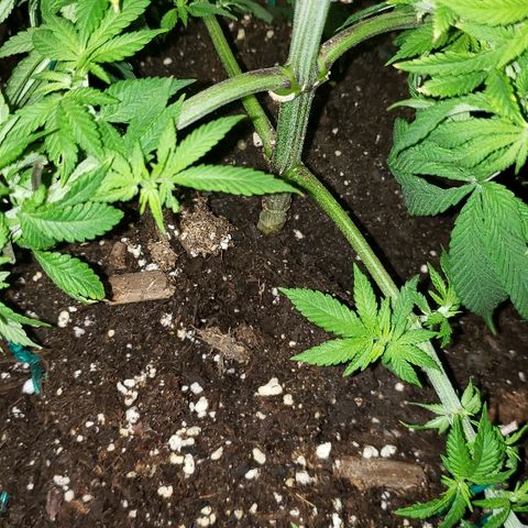Wedding cake  #1 growlog timeline photo