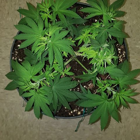 Wedding cake  #1 growlog timeline photo