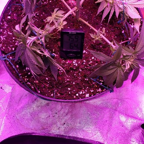 Wedding cake  #1 growlog timeline photo