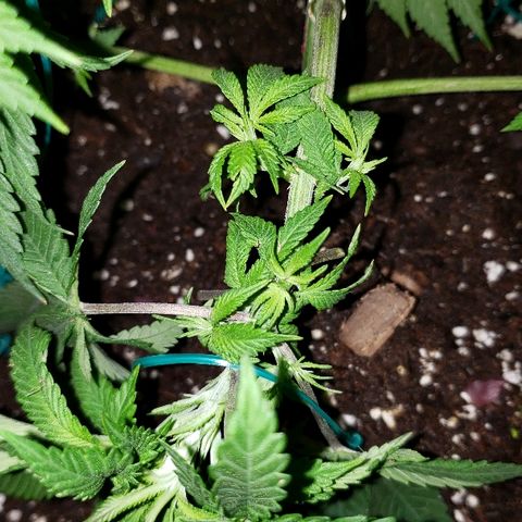 Wedding cake  #1 growlog timeline photo