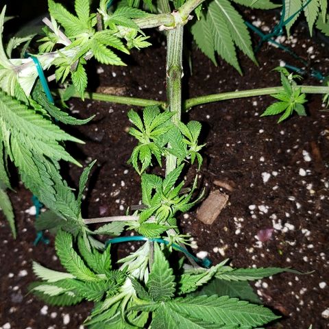 Wedding cake  #1 growlog timeline photo