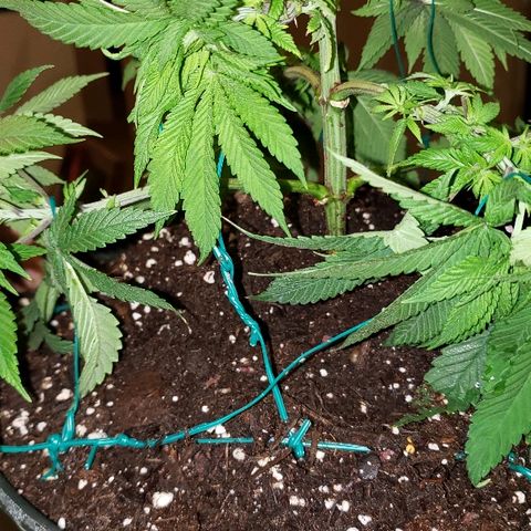 Wedding cake  #1 growlog timeline photo