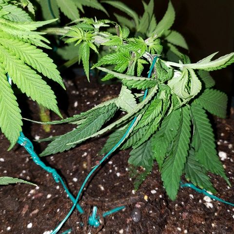 Wedding cake  #1 growlog timeline photo