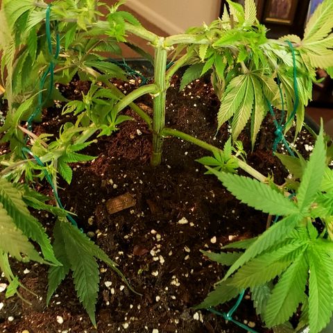 Wedding cake  #1 growlog timeline photo