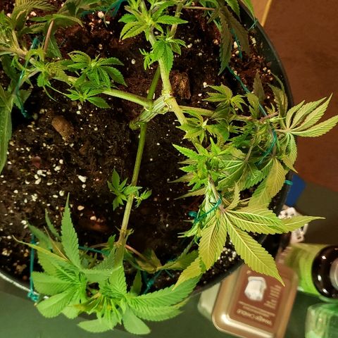 Wedding cake  #1 growlog timeline photo