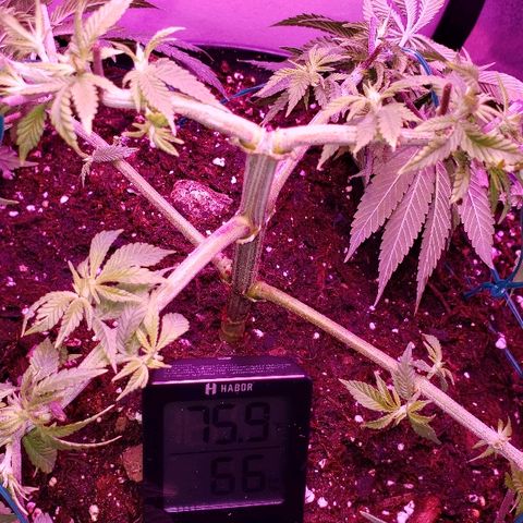 Wedding cake  #1 growlog timeline photo