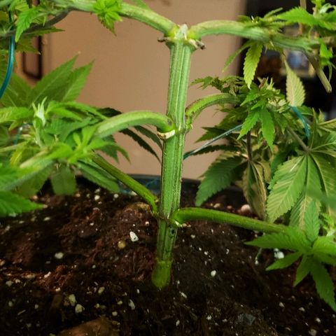 Wedding cake  #1 growlog timeline photo