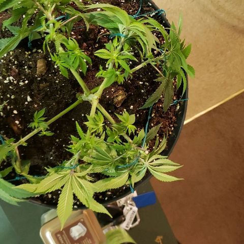 Wedding cake  #1 growlog timeline photo