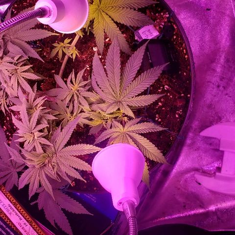 Wedding cake  #1 growlog timeline photo