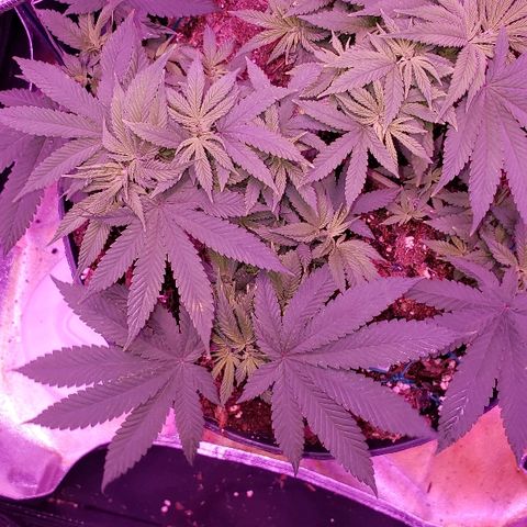 Wedding cake  #1 growlog timeline photo