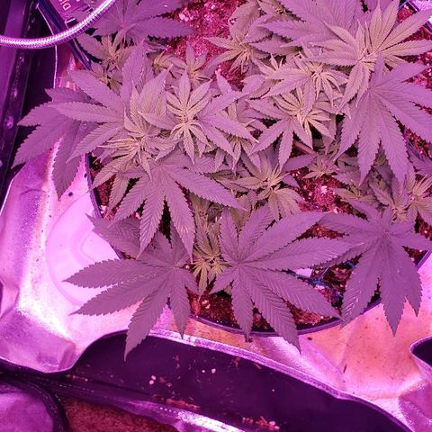 Wedding cake  #1 growlog timeline photo