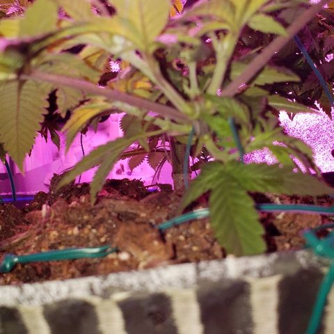 Wedding cake  #1 growlog timeline photo
