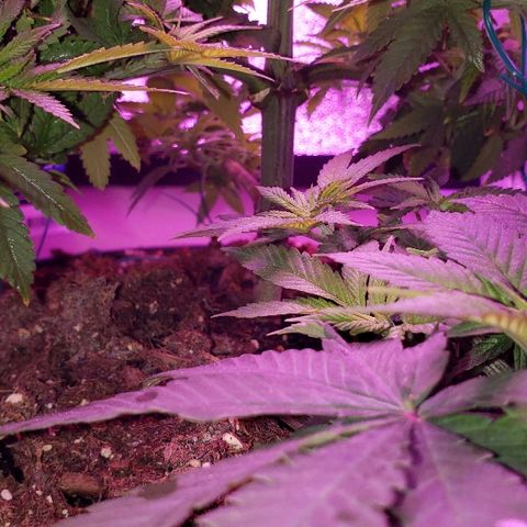 Wedding cake  #1 growlog timeline photo