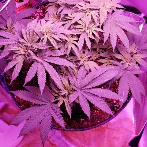 Wedding cake  #1 growlog timeline photo