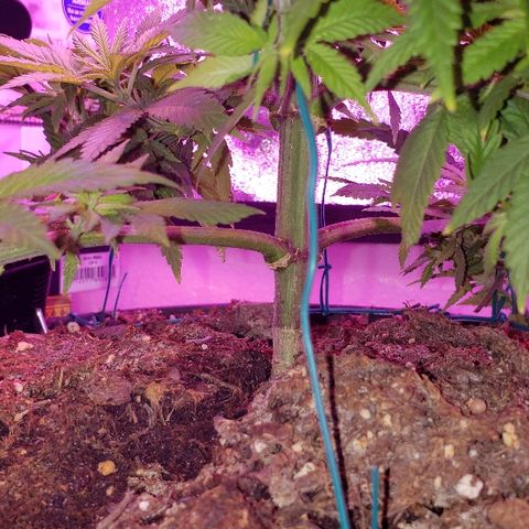 Wedding cake  #1 growlog timeline photo