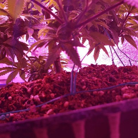 Wedding cake  #1 growlog timeline photo