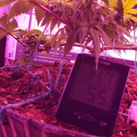 Wedding cake  #1 growlog timeline photo