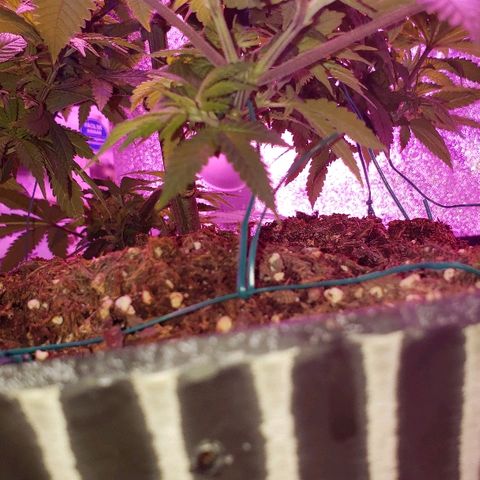 Wedding cake  #1 growlog timeline photo