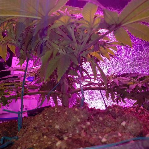 Wedding cake  #1 growlog timeline photo