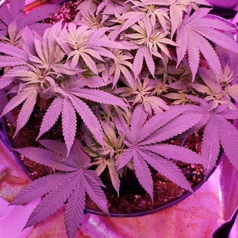 Wedding cake  #1 growlog timeline photo