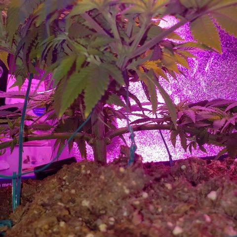 Wedding cake  #1 growlog timeline photo
