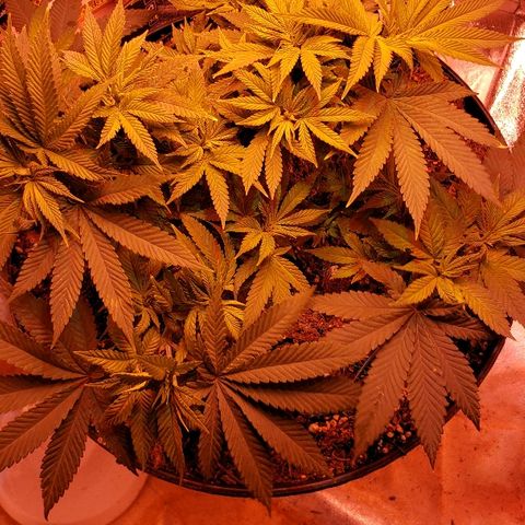 Wedding cake  #1 growlog timeline photo