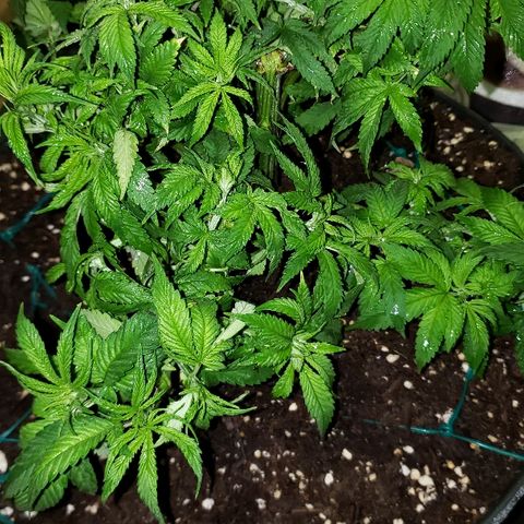 Wedding cake  #1 growlog timeline photo