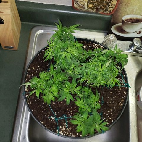 Wedding cake  #1 growlog timeline photo