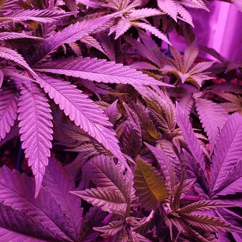 Wedding cake  #1 growlog timeline photo